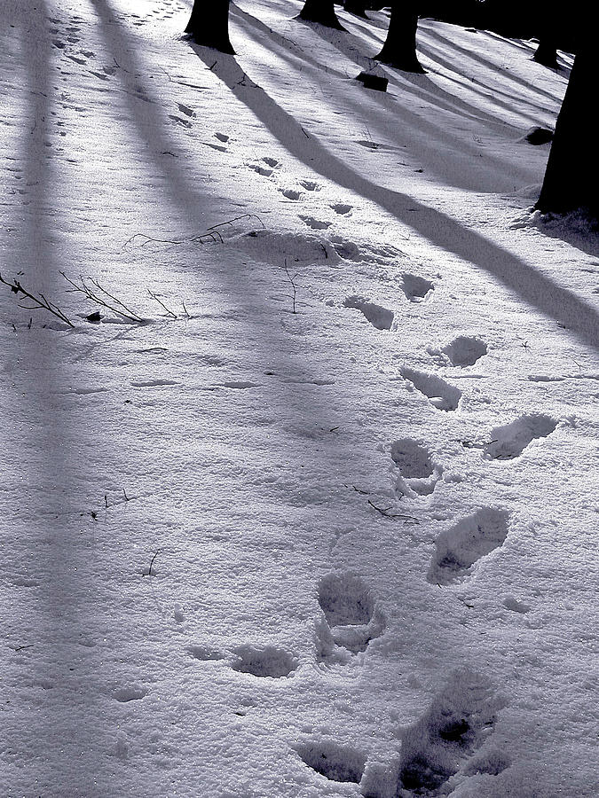 Foot steps in the snow in a forest in denmark Photograph by Jean ...