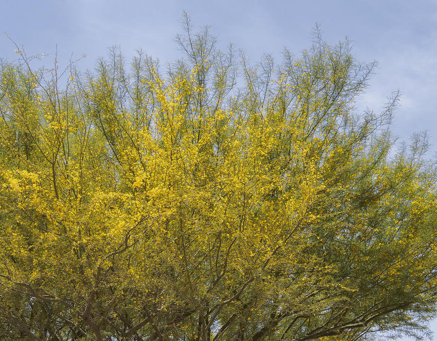 Tree Photograph - Foothill Palo Verde Arizona State Tree by Marianne Campolongo