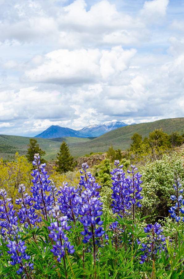 Foothills and Flowers Photograph by Debbie Karnes