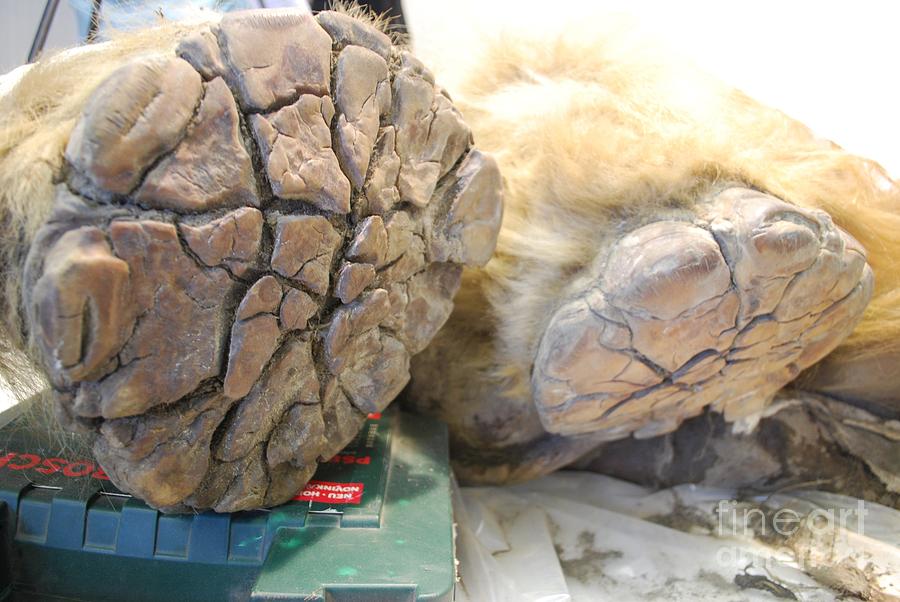 Footpads Of Preserved Baby Mammoth Photograph by Ria Novosti