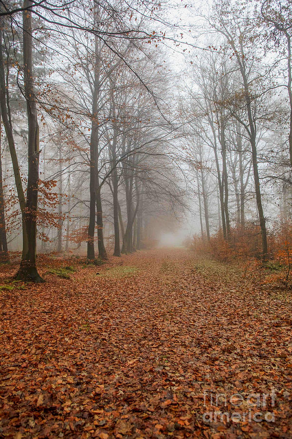 Footpath in foggy fall forest Photograph by Patricia Hofmeester