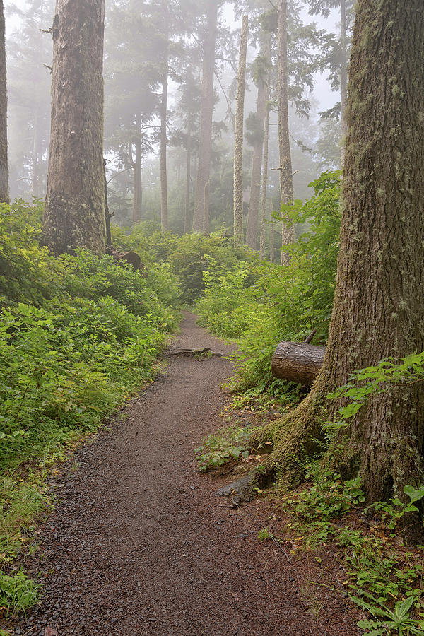 Footpath In Foggy Forest Along Oregon Photograph by Panoramic Images