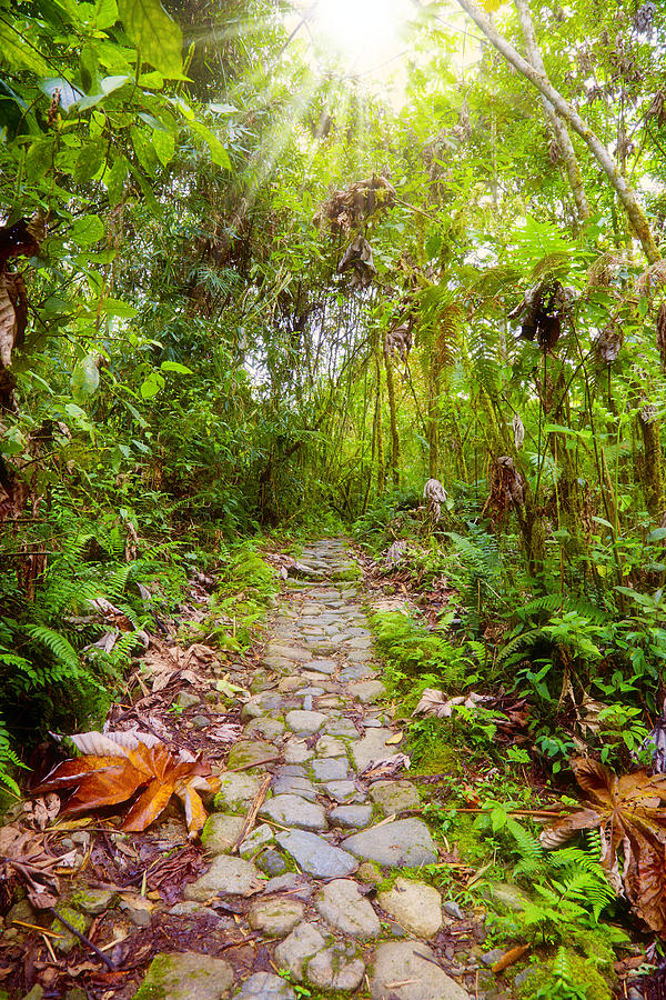 Footpath in the jungle Photograph by Alexey Stiop