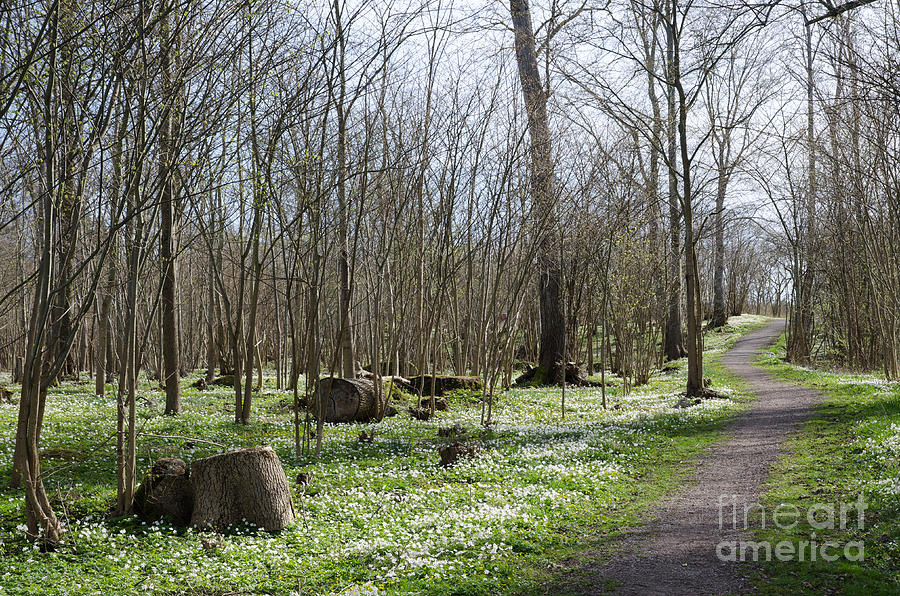 Flower Photograph - Footpath surrounded of wood anemones by Kennerth and Birgitta Kullman