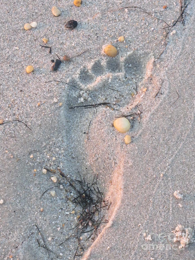 Footprint In The Sand  Photograph by Susan Carella
