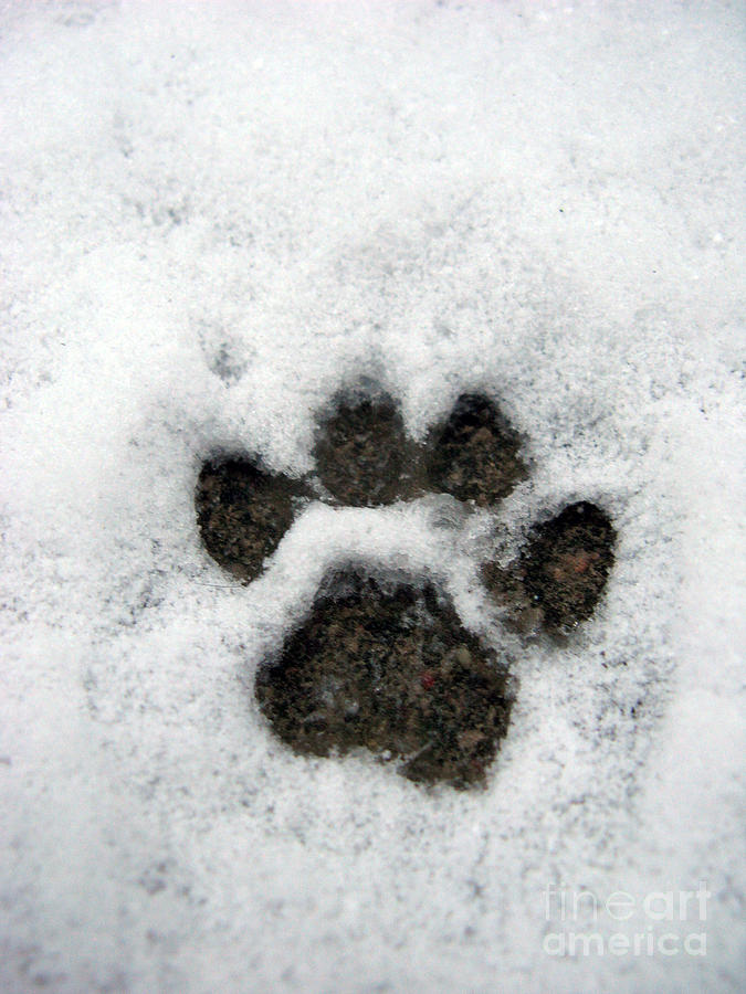 Winter Photograph - Footprint series. Cat by Ausra Huntington nee Paulauskaite