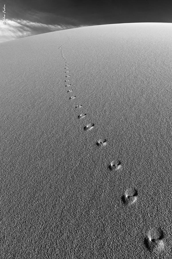 Nature Photograph - Footprints by Alexander Fedin