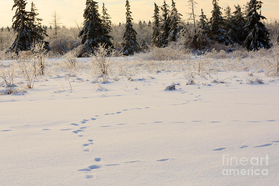 Winter Photograph - Footprints in Fresh Snow by Louise Heusinkveld