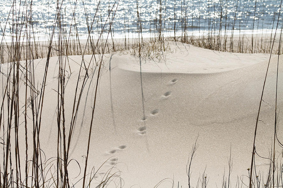 Beach Photograph - Footprints in the sand by Jessica Brown
