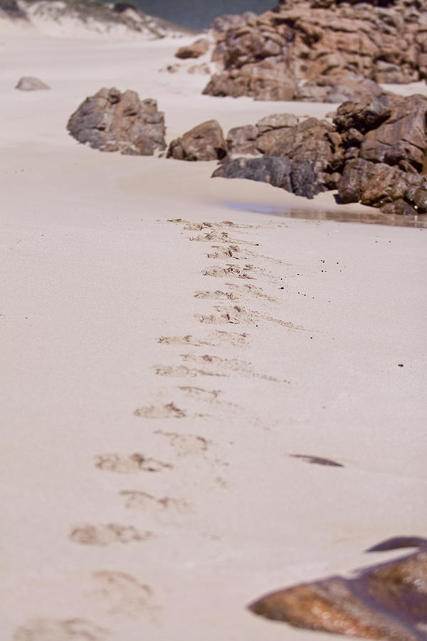 Footprints in the Sand Photograph by Michelle Wrighton