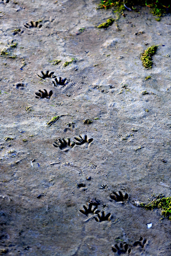 Wildlife Photograph - Footprints In The Sand by Her Arts Desire