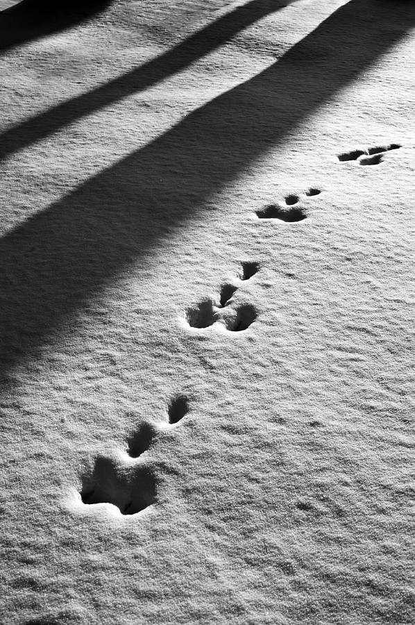 Footprints in the snow Photograph by Ewa HusejkoSwoszowska Fine Art