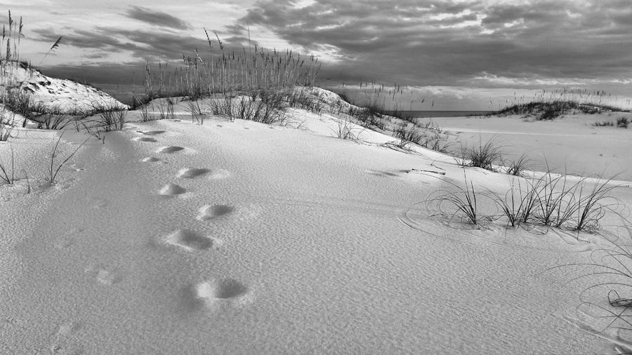 Footprints Photograph by JC Findley