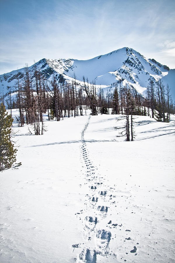 Footprints Leads To Frosty Mountain Photograph by Christopher Kimmel