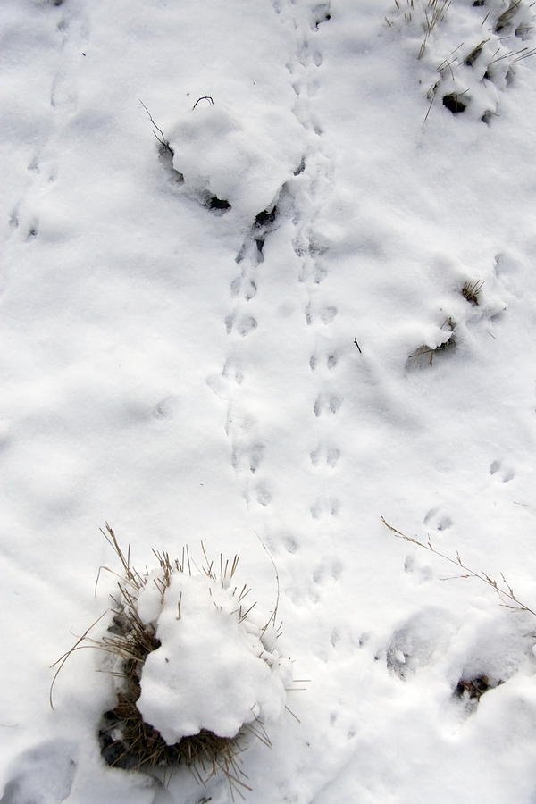 footprints of a vole in the snow Netherlands Photograph by Ronald ...