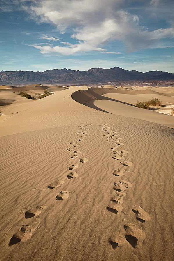 Footprints On Mesquite Dunes, Death Photograph by Alice Cahill