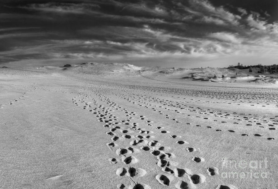 Bear Photograph - Footprints through the Dunes in Black and White  by Twenty Two North Photography