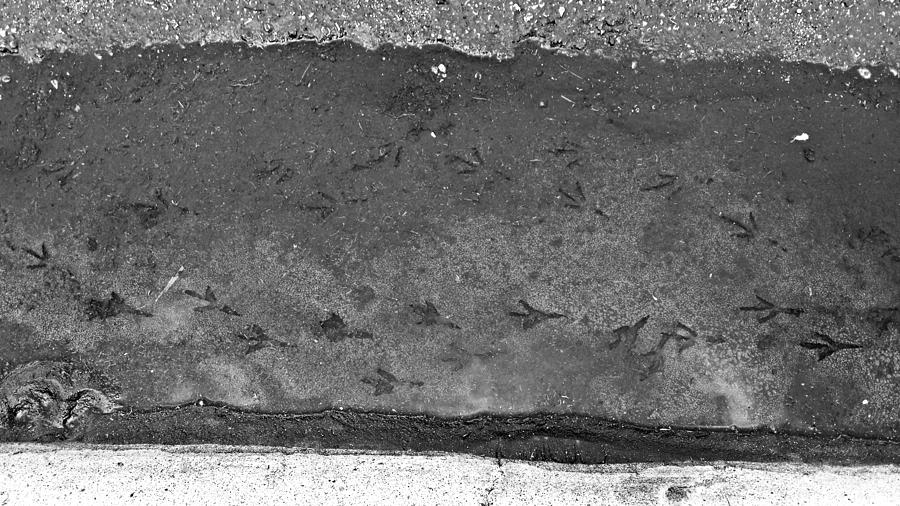 Footprints Photograph by Tom DiFrancesca