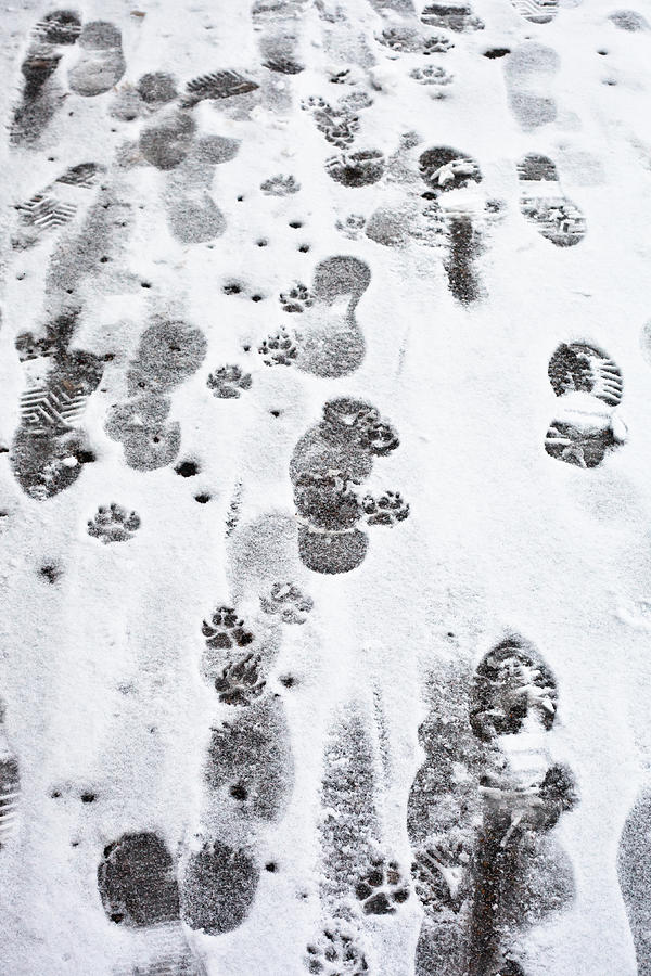 Winter Photograph - Footprints by Tom Gowanlock