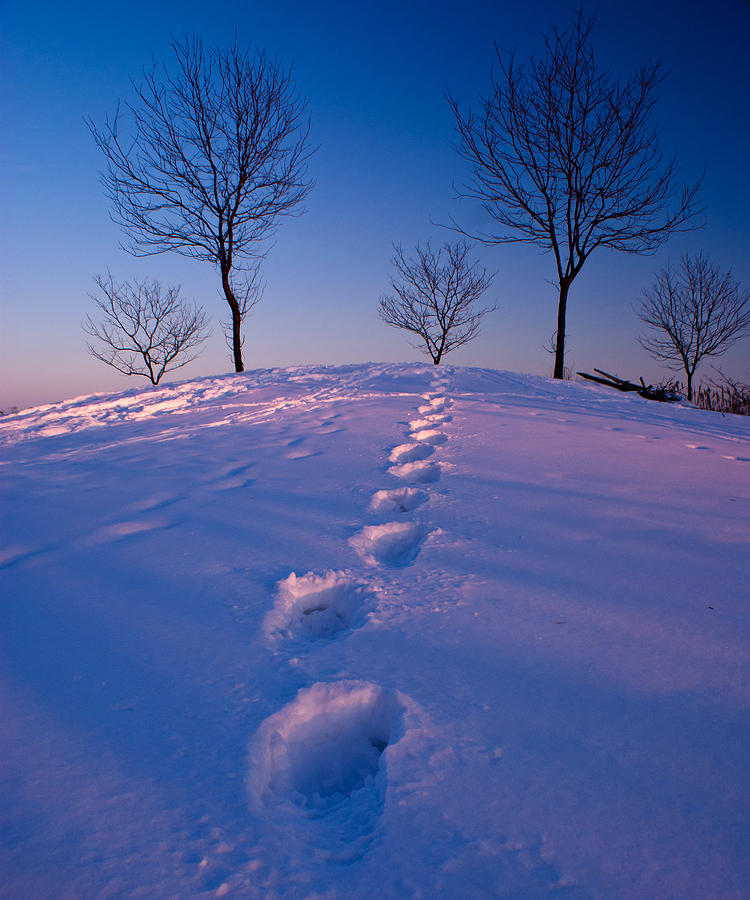 Winter Photograph - Footsteps by Cale Best
