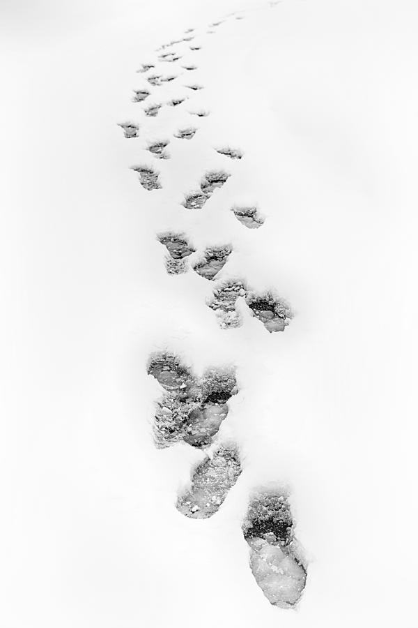 Footsteps in Snow Photograph by Dan Carmichael