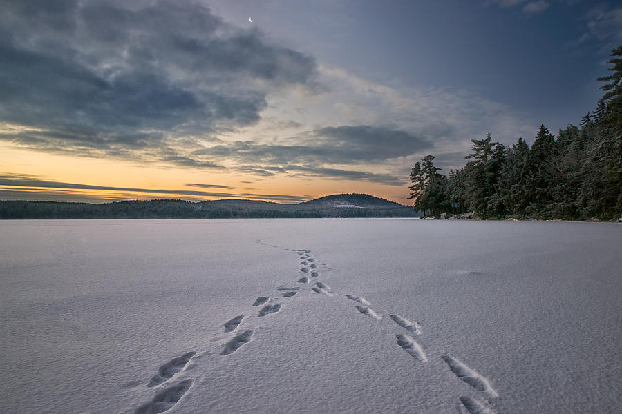 Footsteps in the Snow Photograph by Darylann Leonard Photography