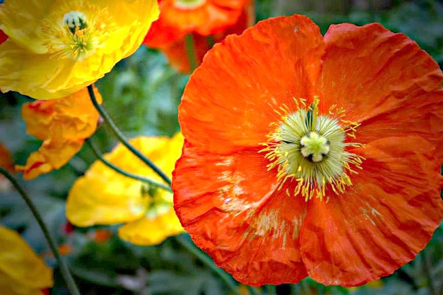 For Poppy Digital Art by Carrie OBrien Sibley