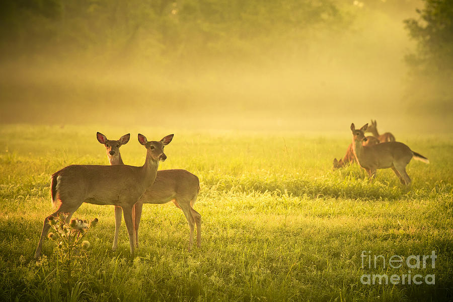 Deer Photograph - For the Early Risers by Katya Horner