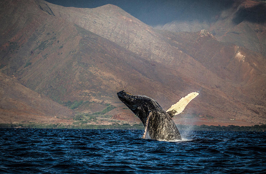 Whale Photograph - For the Joy of It  by Mike Neal