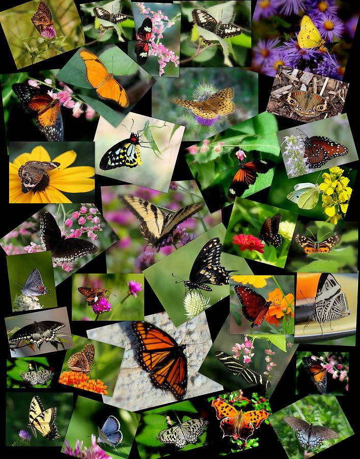 Nature Photograph - For the Love of Butterflies by Rosanne Jordan