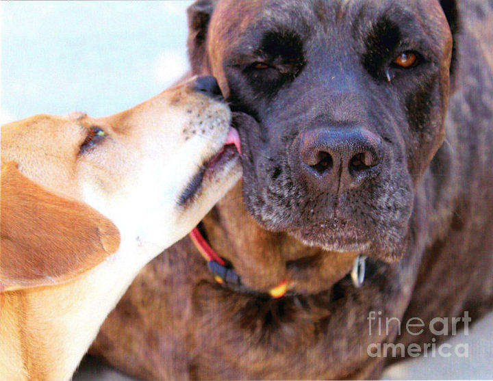 For The Love of Dogs Photograph by Janice Pariza