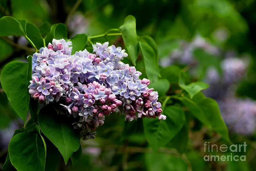 For The Love Of Lilac Photograph by Living Color Photography Lorraine Lynch