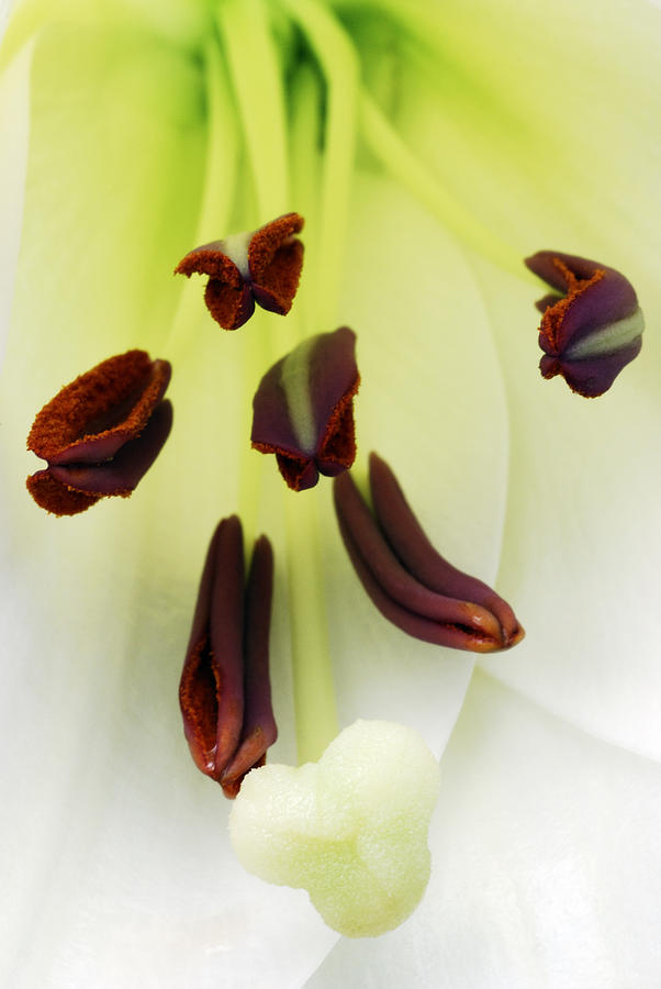 Lily Photograph - For The Love Of Lilies 1 by Wendy Wilton