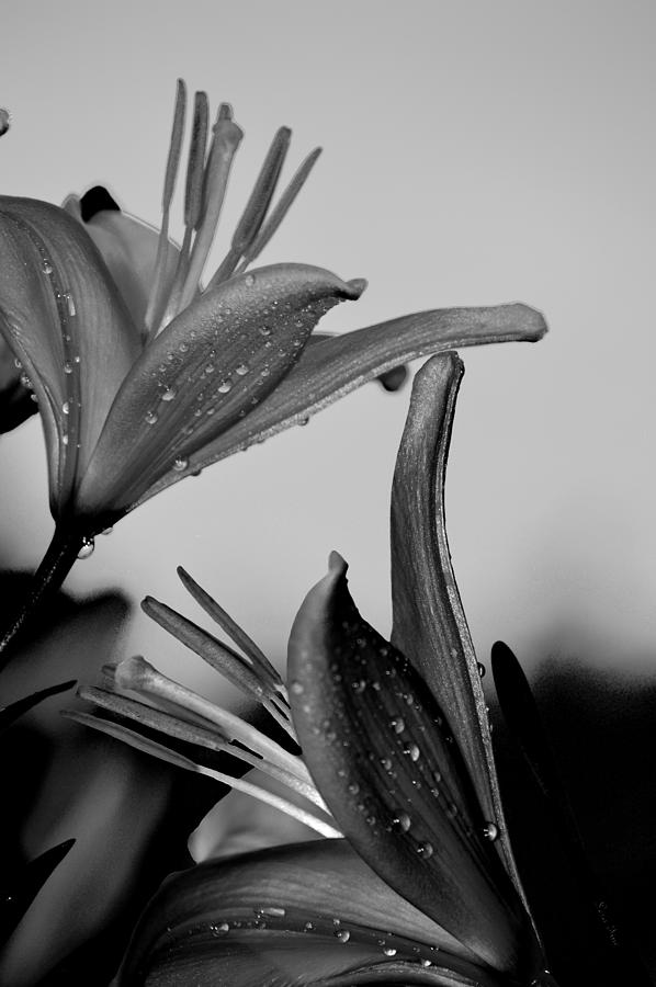 For The Love of Lillies BW Photograph by Lesa Fine