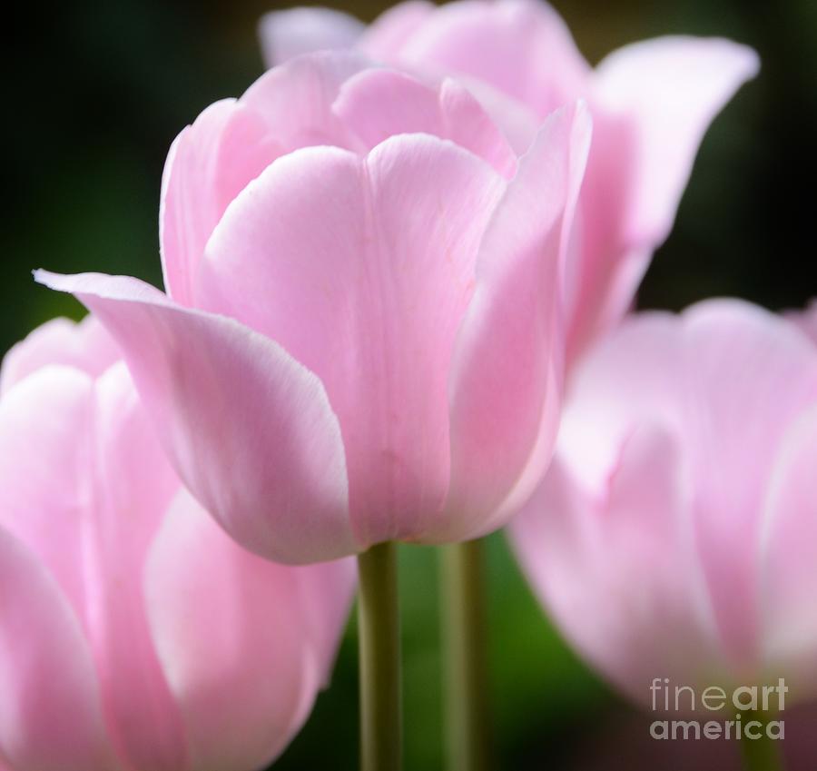 Flower Photograph - For The Love Of Pink by Kathleen Struckle