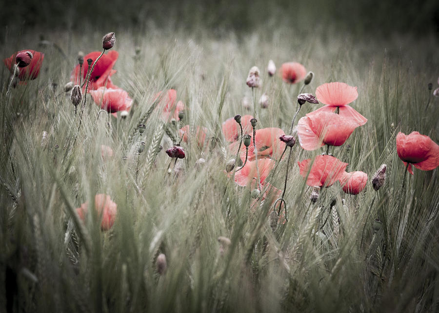 Poppy Photograph - For you by Chris Smith