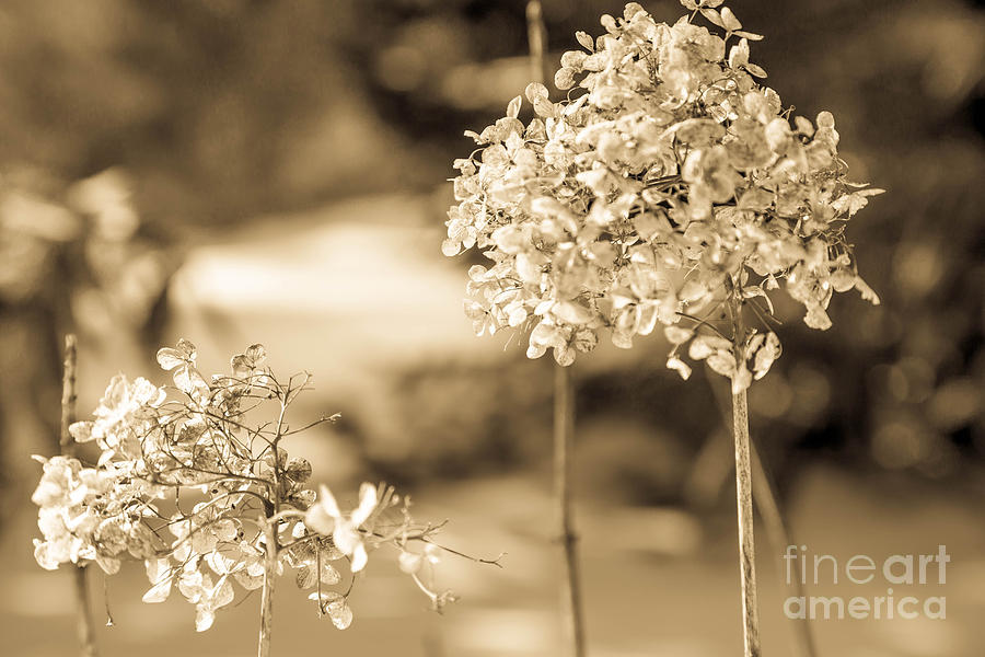 Winter Photograph - For You by Sue OConnor