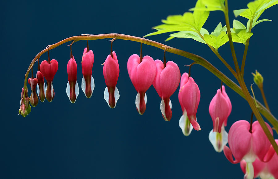Flower Photograph - Bleeding Hearts For Your Love by Debbie Oppermann