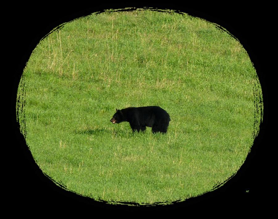 Foraging Black Bear Photograph by Will Borden