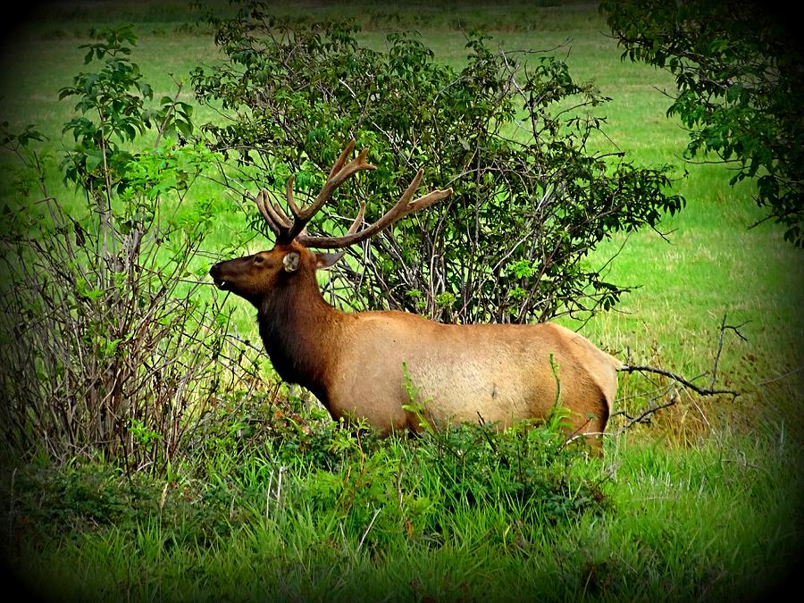 Foraging Bull Elk Photograph by Nick Kloepping