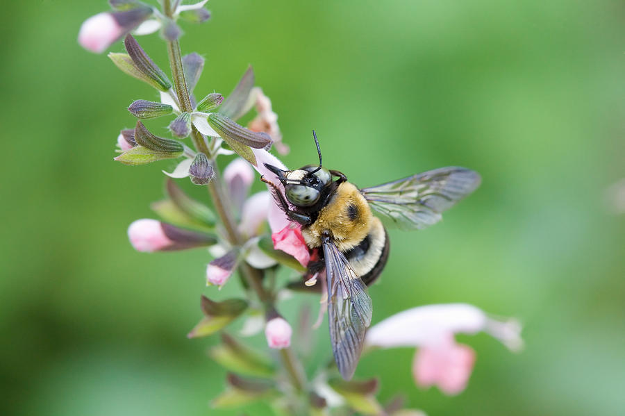 Foraging for Nectar Photograph by Diane Macdonald