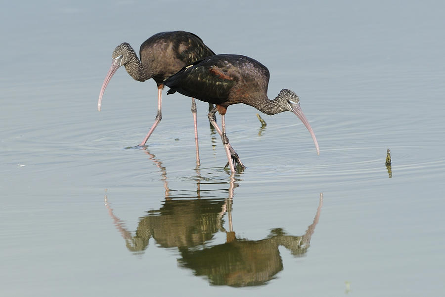Foraging Glossy Ibis Photograph by Bradford Martin
