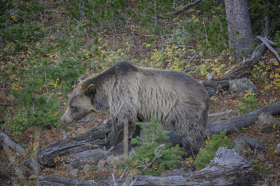 Foraging Grizzly Bear Photograph by Gary Hall