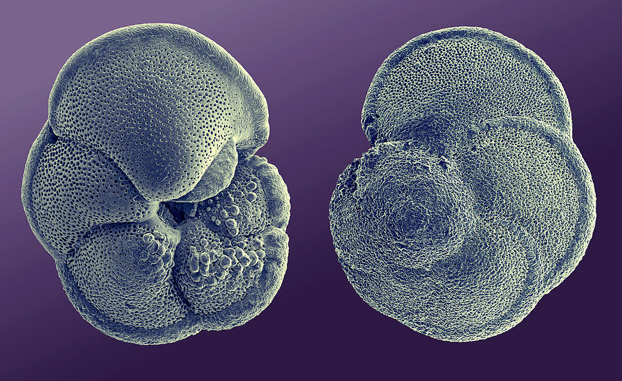 Foraminifera Photograph by Dee Breger