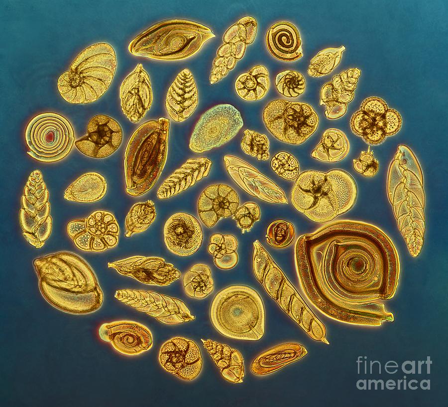Animal Photograph - Foraminifera, Light Micrograph by Frank Fox