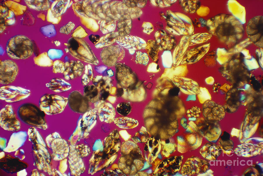 Foraminifera Lm Photograph by Charles Gellis