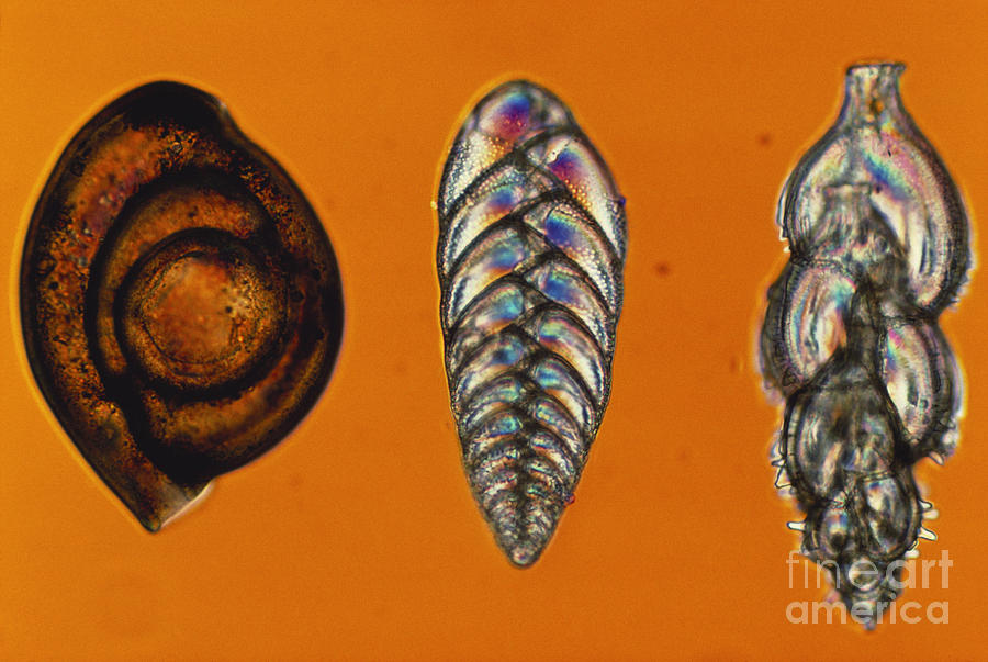 Foraminifera Lm Photograph by ER Degginger