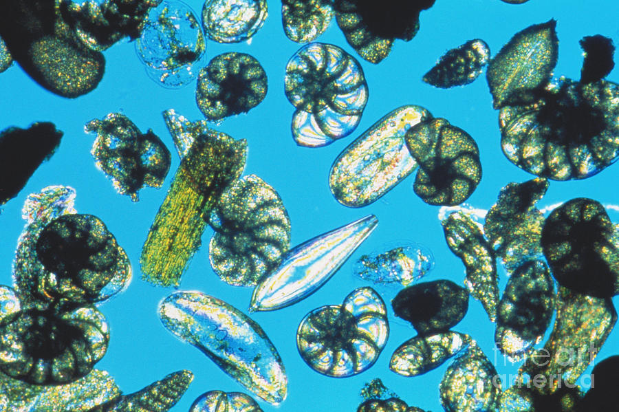 Shell Photograph - Foraminifera Protists by Christian Gautier
