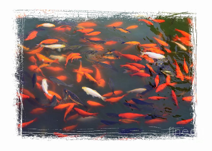 Forbidden City Koi Pond with Framing Photograph by Carol Groenen