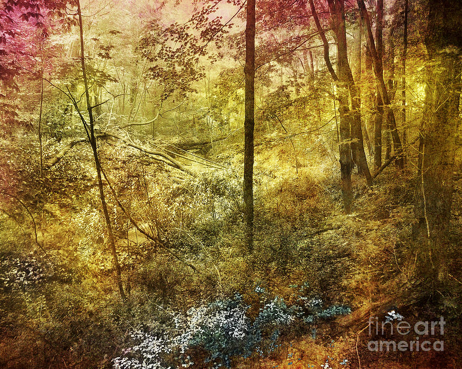 Impressionism Photograph - Forbidden Forest by Kathi Mirto